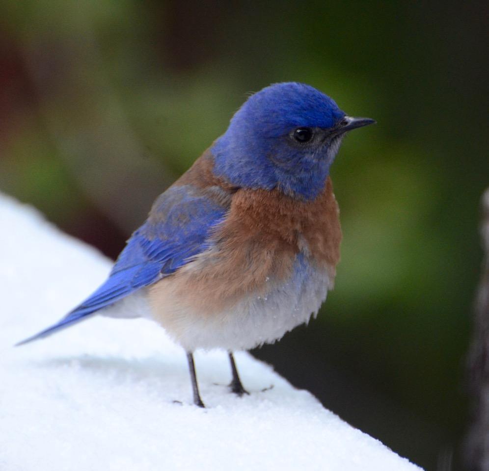 Photo of Western Bluebird male on snow-covered deck rail