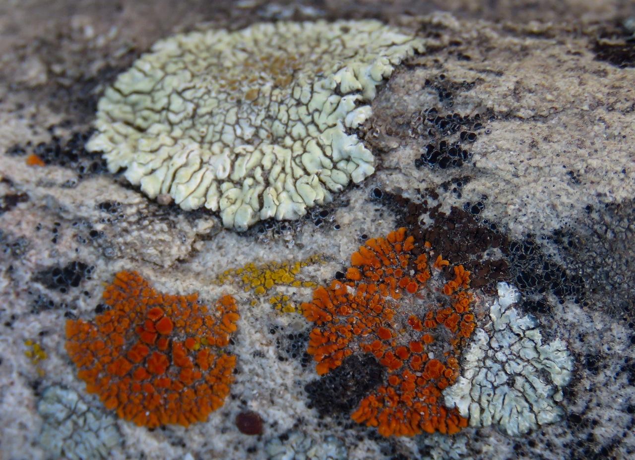 Photo of Several species of Rock Lichen – near PMC