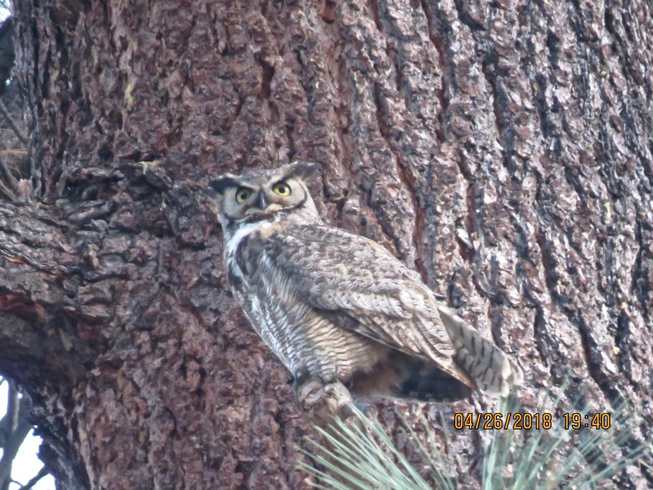 photo of Great horned owl on Jeffrey pine