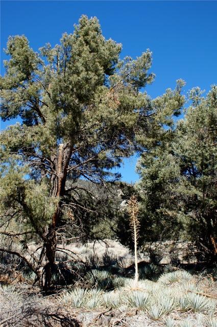 Photo of Pinyon pine